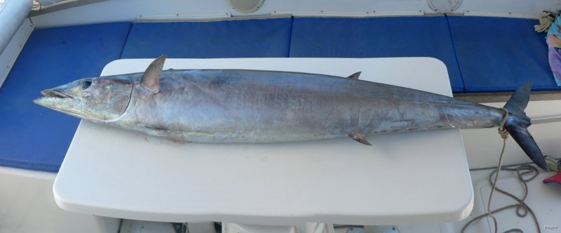 32- Le wahoo sur l'etal 